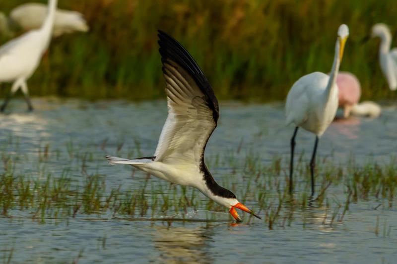 Black Skimmer Trajectory