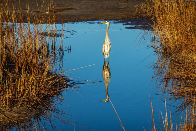 Blue Heron Fishing