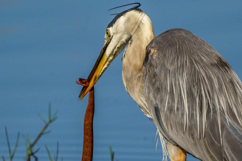 Blue Heron Snake Lunch