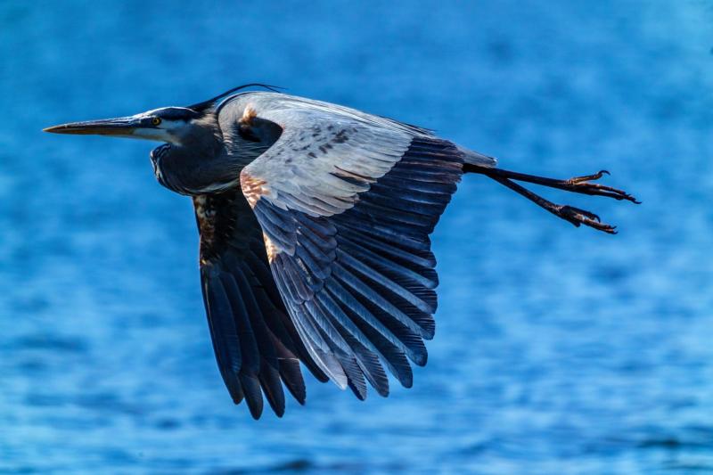 Blue Heron in Flight Demonstrating Bernouli's Principle