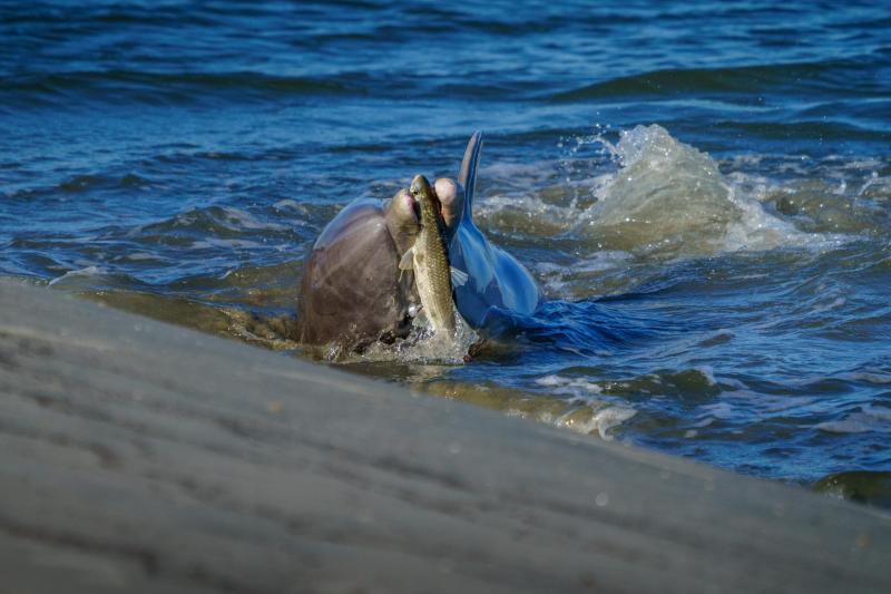 Dolphin Mullet Appetizer