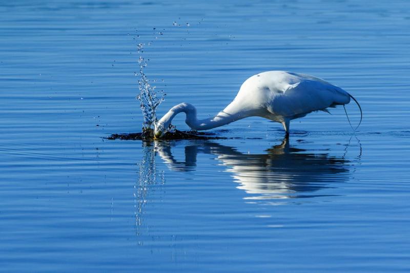 Egret Breakfast Splash