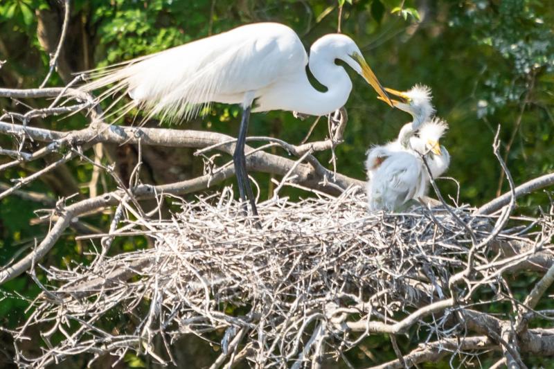 Egret Lunchtime