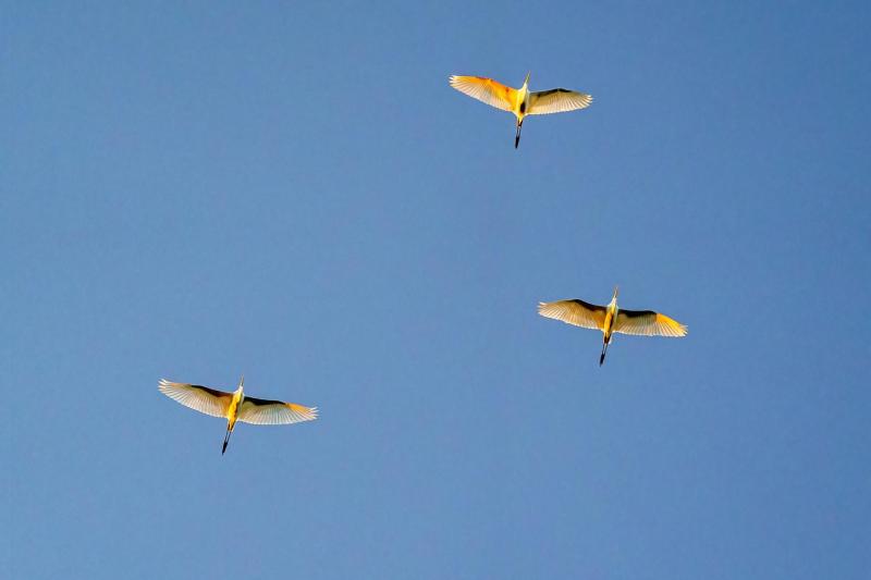 Egrets Coming Home to Roost for the Night