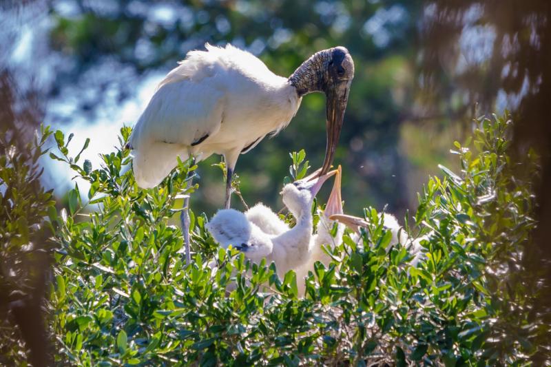 Feeding Time