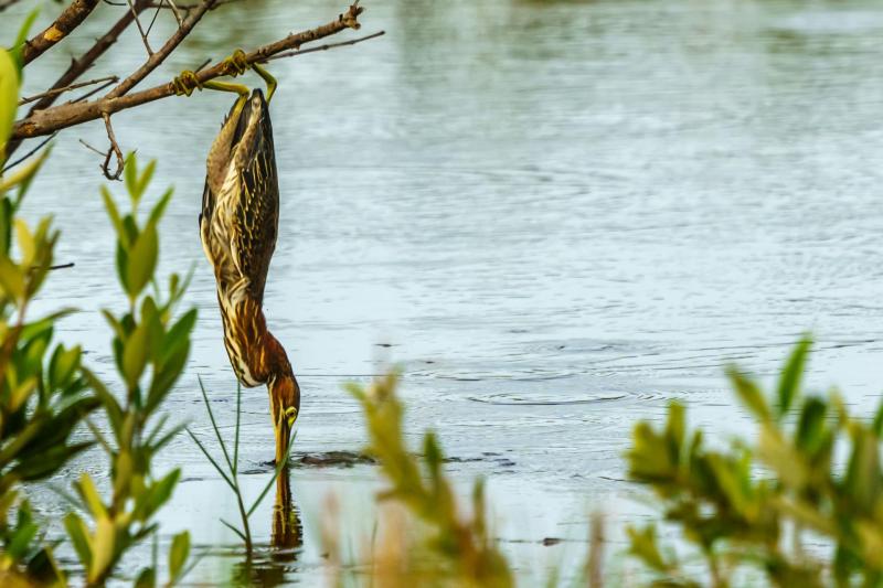 Green Heron Gynastics