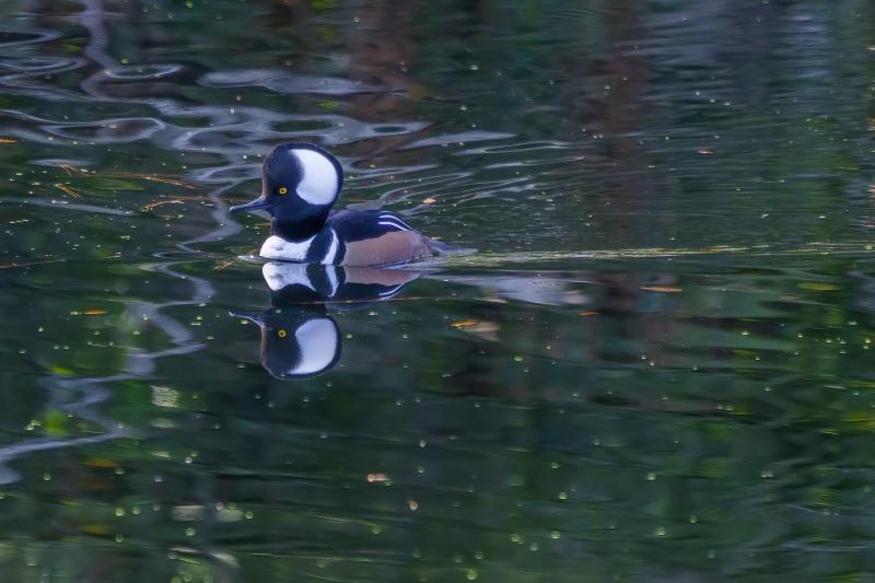 Handsome Merganser