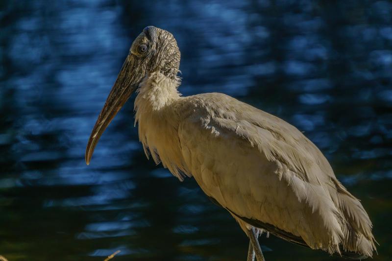 Hideously Beautiful Wood Stork