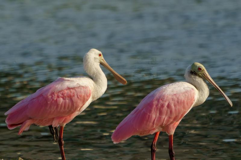 Roseate Spoonbill Sideye