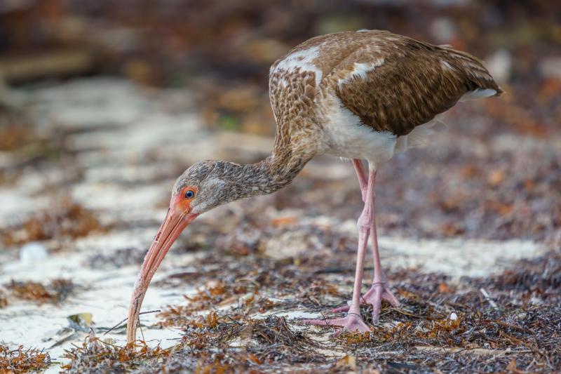 Juvenile White Ibis in the Mangroves, Anne's Beach, Islamorada,