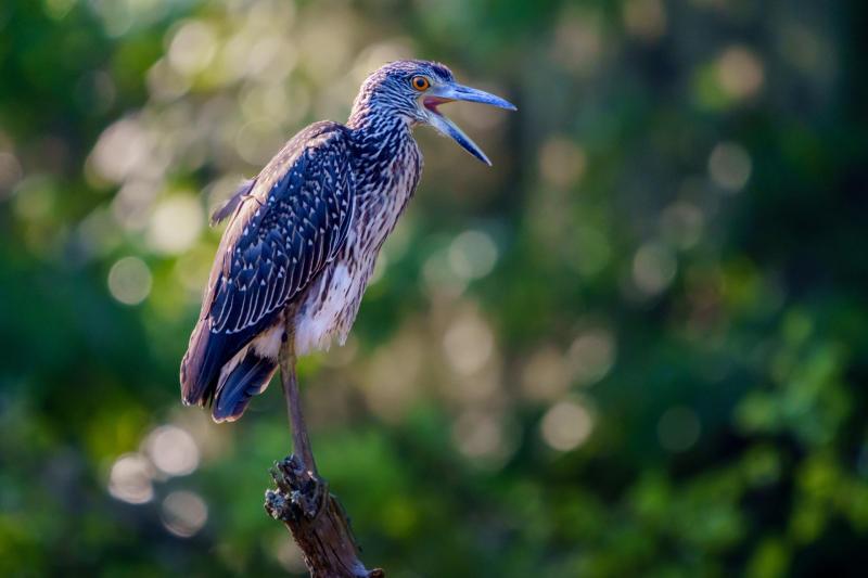 Juvenile Yelllow Crowned Night Heron