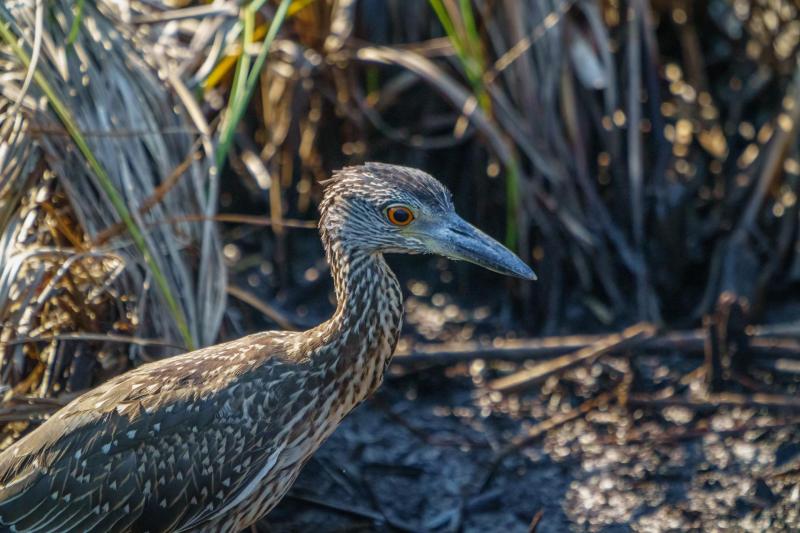 Juvenile Yelllow Crowned Night Heron