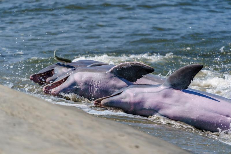 Kiawah River Dolphins Strandfeeding, Viewed From Seabrook Island