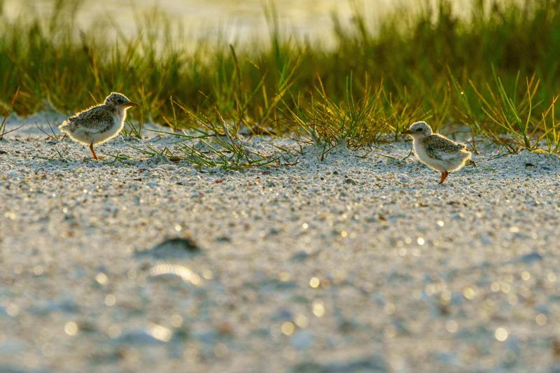 Least Tern Puffballs