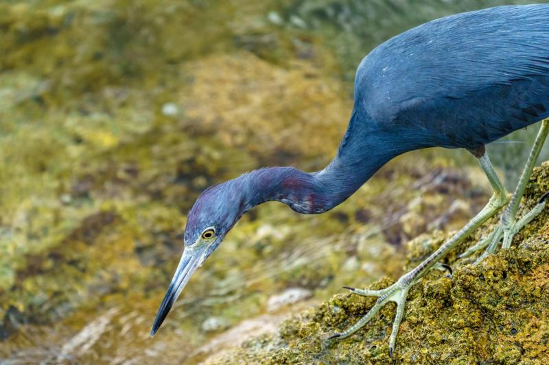 Little Blue Heron  at Sebastian inlet