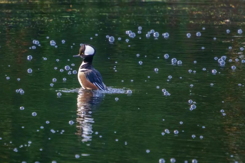 Male Hooded Merganser at Attention