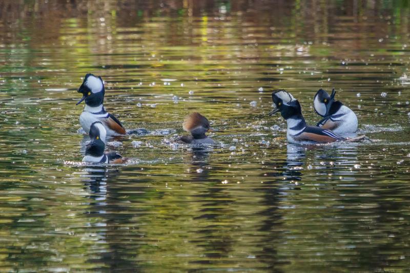 Male Mergansers Showing Off For the Ladies