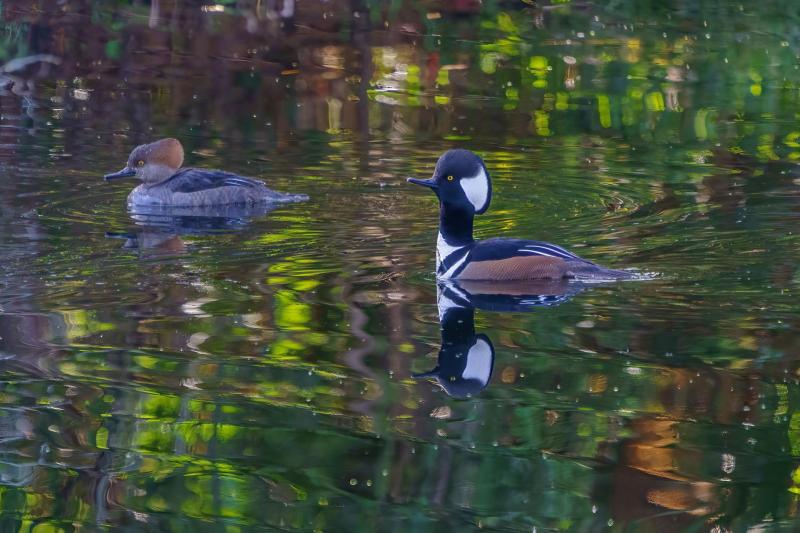 Merganser Pair