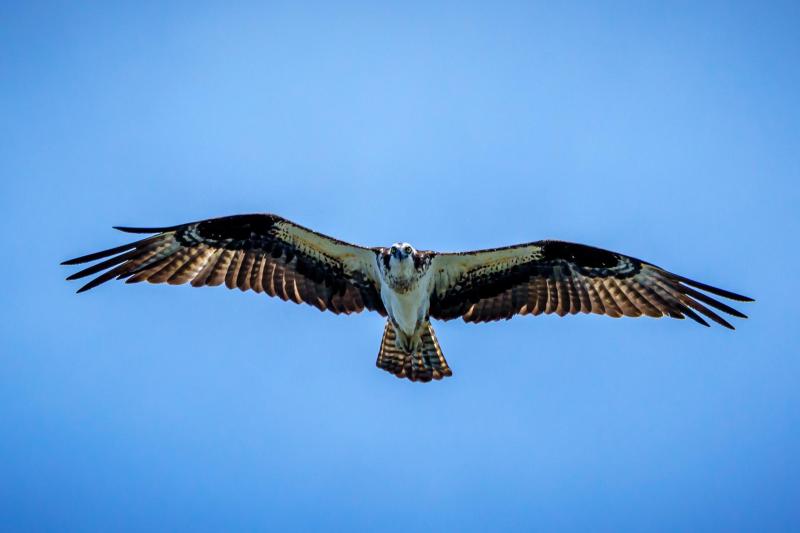 Osprey In Flight