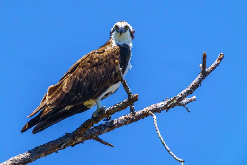 Osprey in the Act