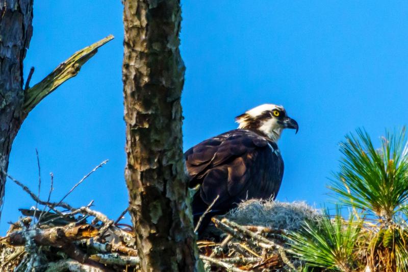 Osprey on the Nest