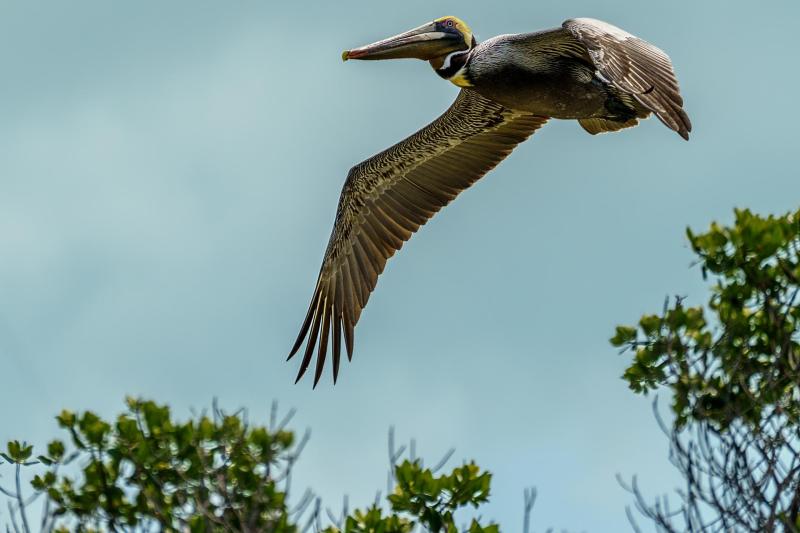 Pelican with Breeding Plumage In Flight