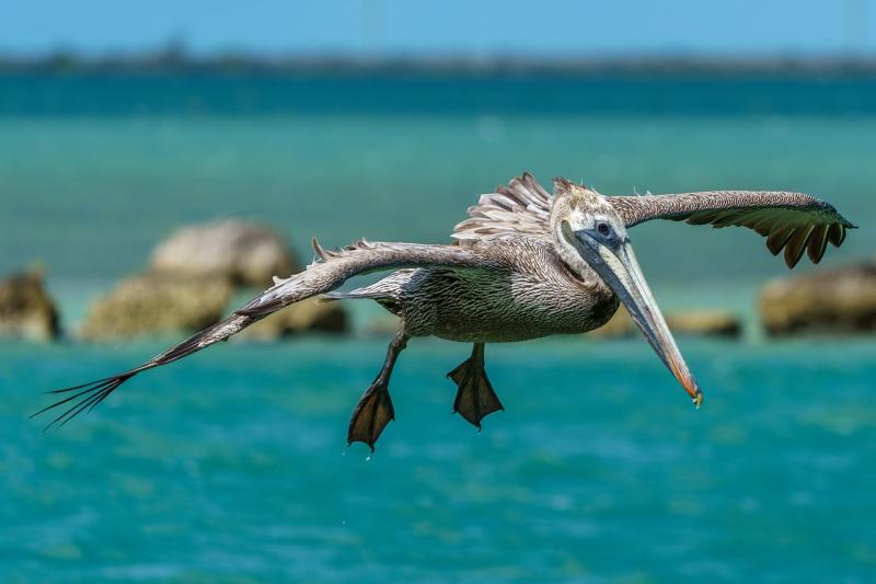 Pelicans at Horseshoe Beach, Florida Keys