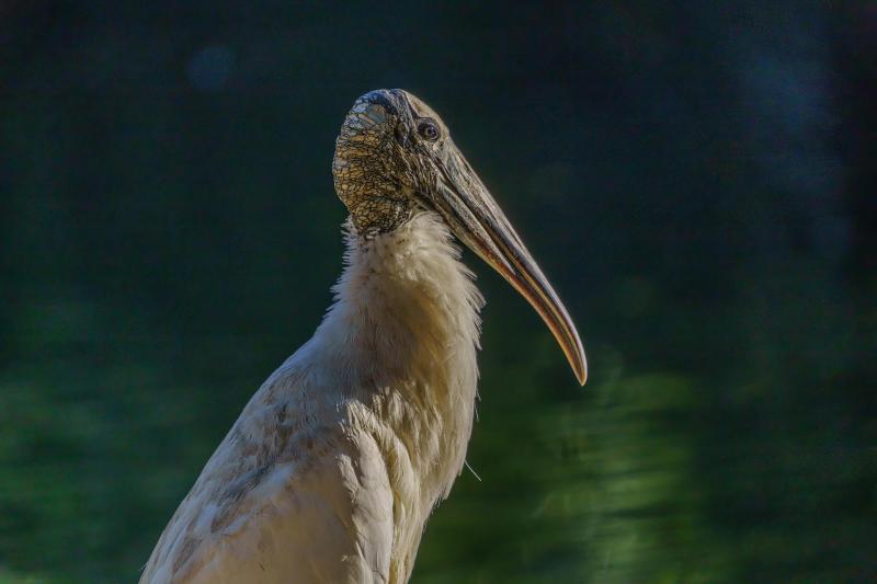 Pensive Wood Stork