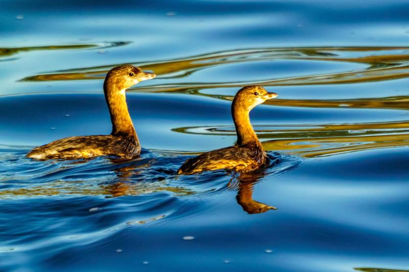 Pied Billed Grebes