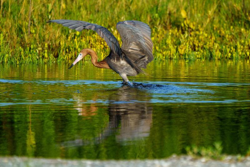 Reddish Egret Doin' His Dance