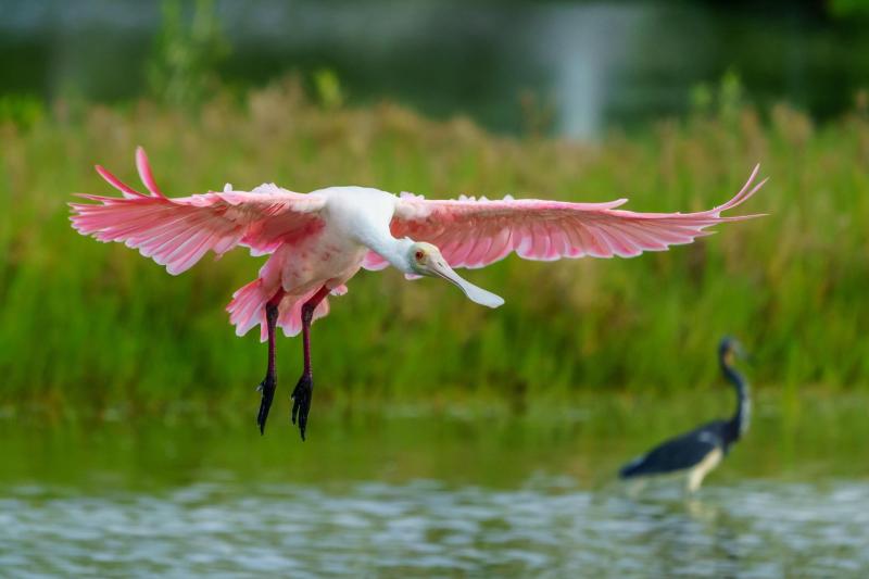 Roseate Spoonbill Landing