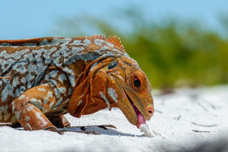 Sandy Cay Rock Iguana