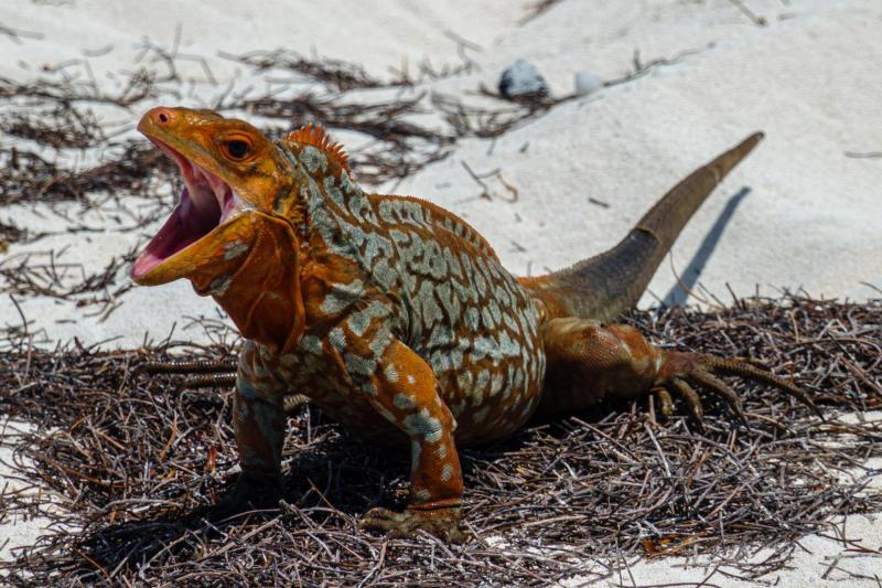 Sandy Cay rock iguana