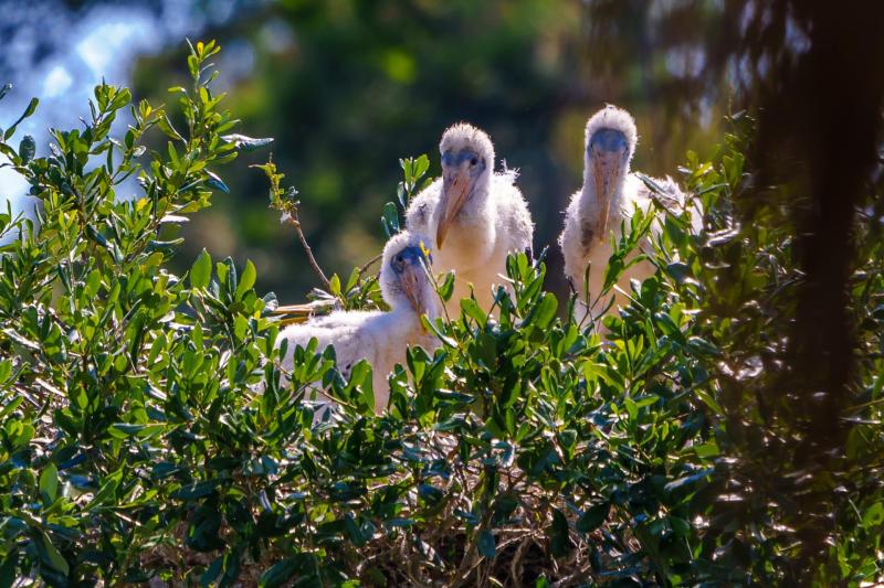 Tres Hermanos