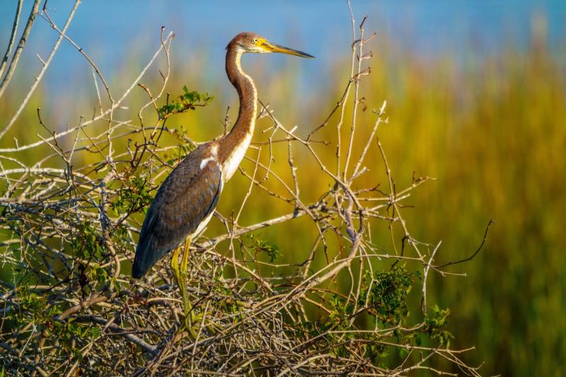 Tricolor Heron