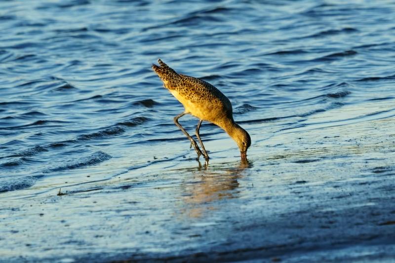 Willet Diving Deep