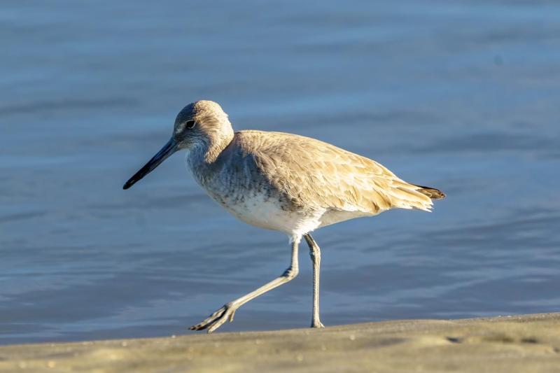 Willet On the Shore
