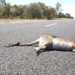 Kangaroo Roadkill