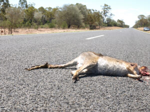 Kangaroo Roadkill