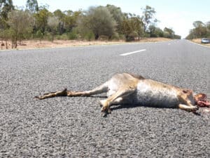 Kangaroo Roadkill