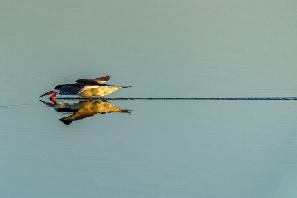 Black Skimmer Mirror Glide